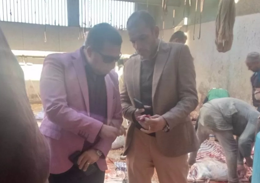 إعدام عجل مصاب بالديدان بسوهاج 