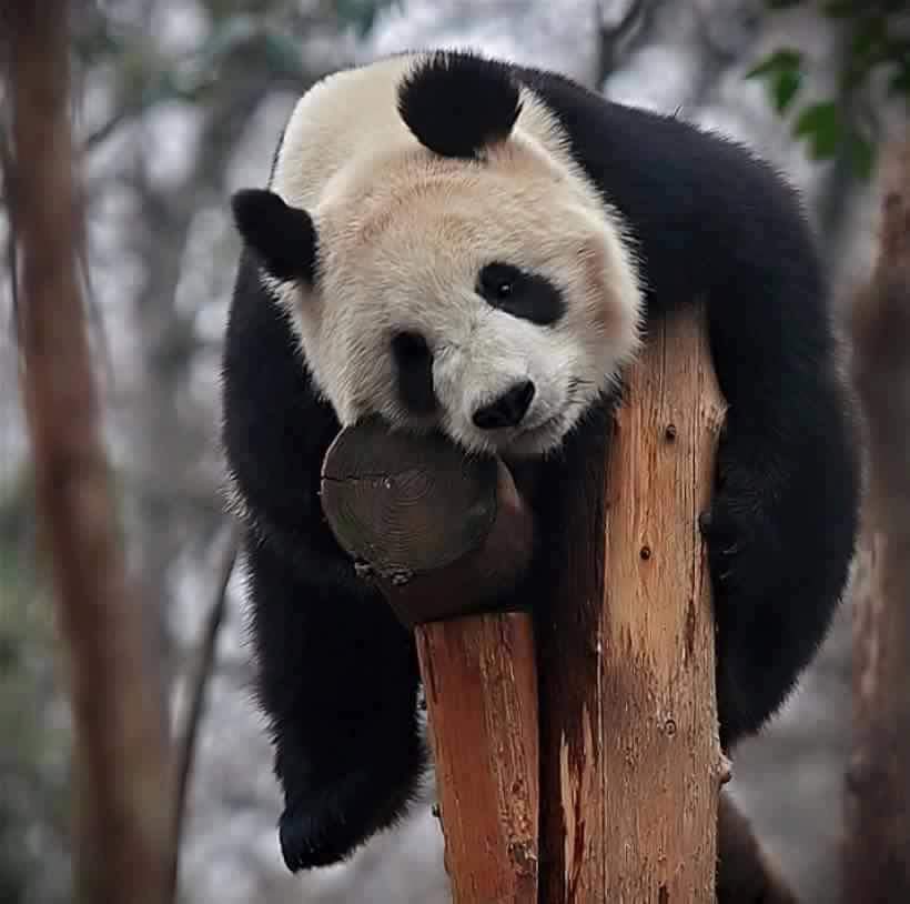 قاتل الدببة: مطلوب حيا للمحاكمة