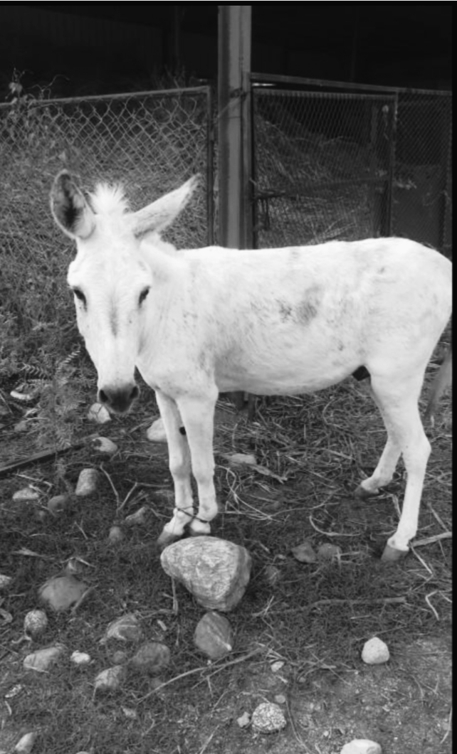 الحمار الشامي..الذي رفض بيعه فلاح دمشقي لزوجة أمبراطور المانيا