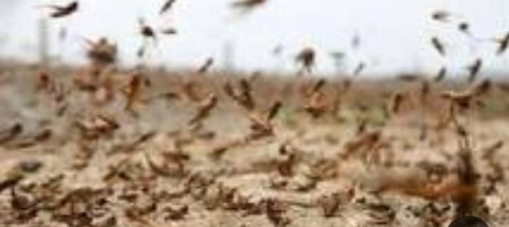 عاجل.. أسراب جراد قادمة من السودان تقتحم الحدود المصرية