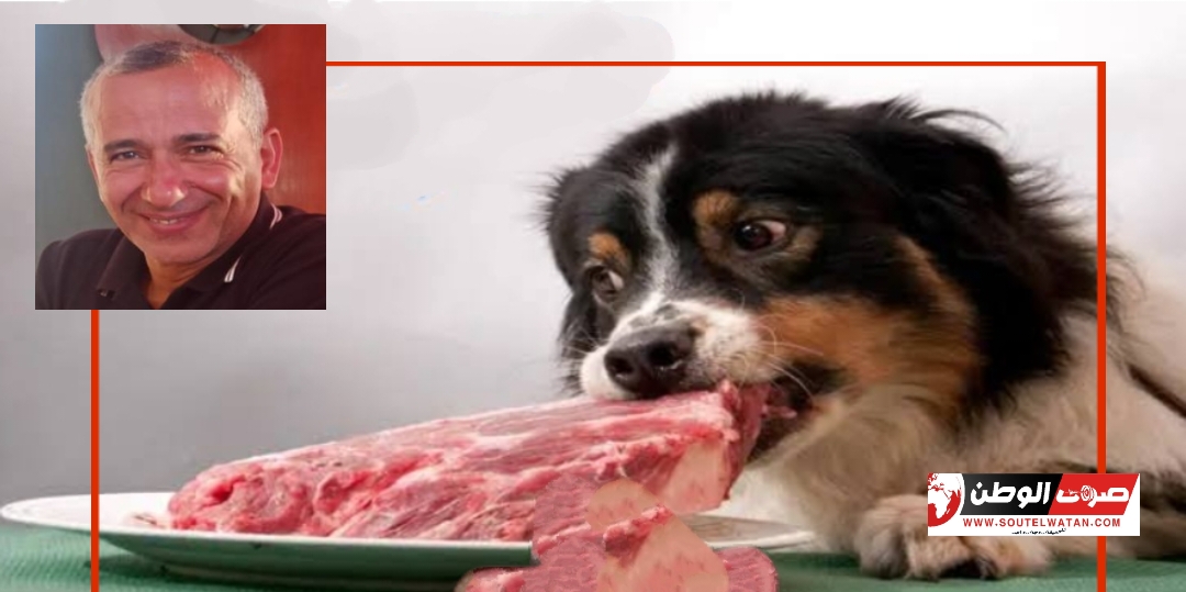 أكل الكلاب لحوم نيئة يؤدي لظهور بكتريا خطيرة