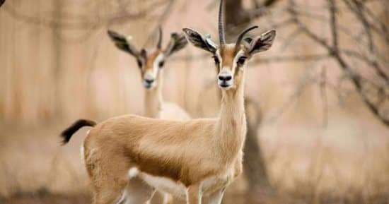 "وزارة الشباب والرياضة تنظم اولى مغامرات المعسكر الرياضي 'يلا كامب' في محافظة البحر الأحمر بمدينتى مرسي علم والغردقة 