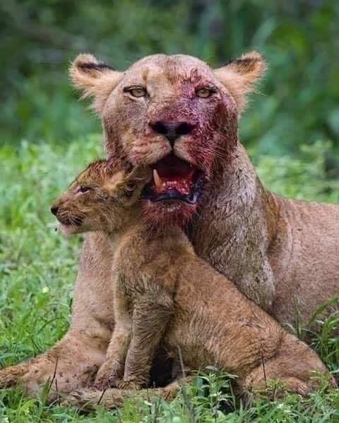 الأسد في معركة حماية العائلة