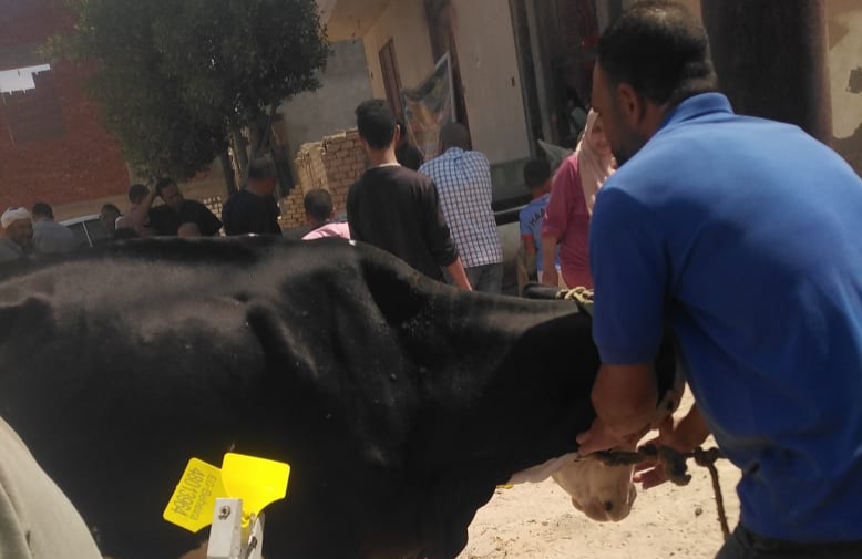 بيطرى البحيرة...علاج 53 ألف و 579 رأس ماشيةوترقيم 1470