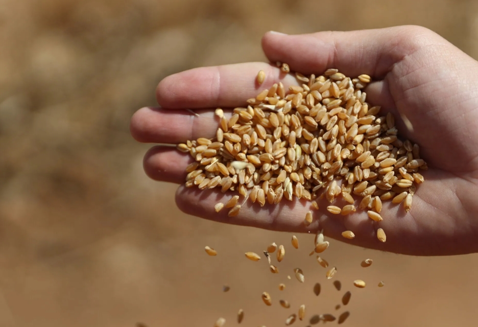 غرفة صناعة الحبوب تشيد بتوجيهات فخامة الرئيس السيسي بتحديد سعر القمح المحلي لتحقيق عائداً اقتصادياً مجزياً