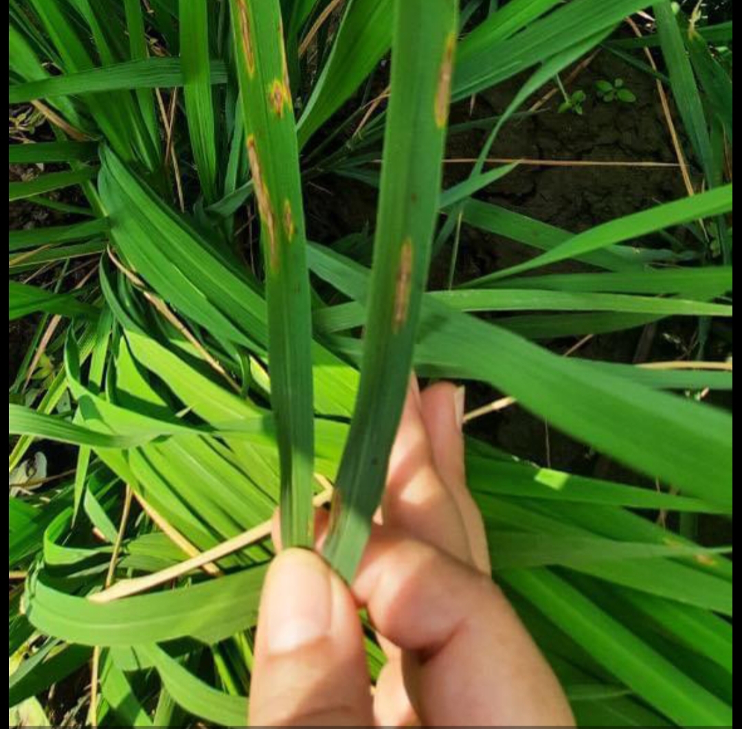 الزراعة: توصيات معهد أمراض النباتات ومركز تغير المناخ لمواجهة مرض لفحة الأرز