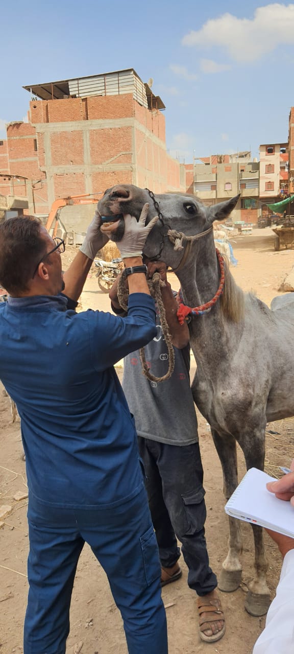 إستمرارا  لاحتفالات المحافظة بعيدها القومي: تنفيذ ثمانية قافلة بيطرية علاجية مجانية في الغربية