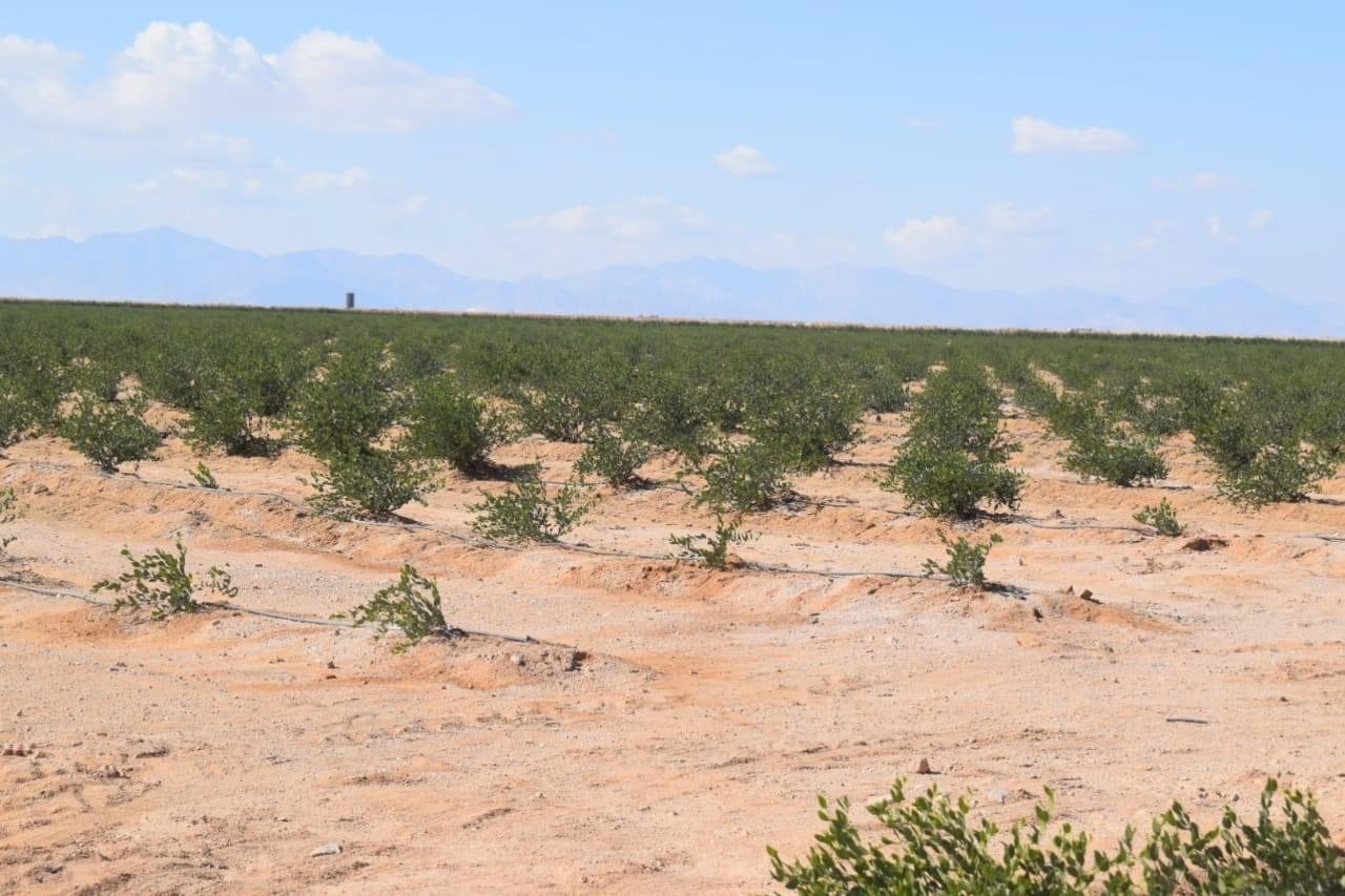 محافظة البحرالاحمر تنجح فى زراعة نبات الجوجوبا  والمحافظة ثروة قوميةنسعى لتوطينها
