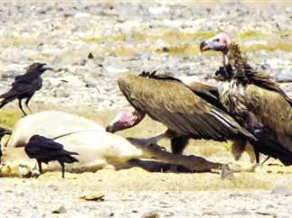 الحفاظ على نسور «جبل علبة» وإعلان ضوابط صيد الطيور بسيناء