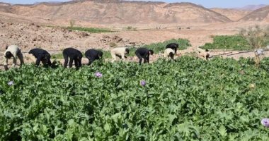 الحبس 6 أشهر لبائع بتهمة الاتجار بالمخدرات بأكتوبر