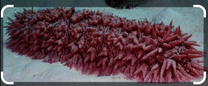 غواصى البحرالاحمر يكتشفون نوع نادر من خيار البحر