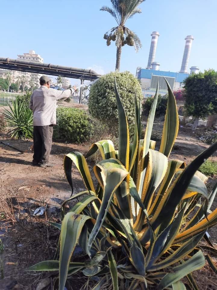 رفع 2500 طن قمامة ومواصلة تشجير 100 مليون شجرة بنطاق بالبحيرة