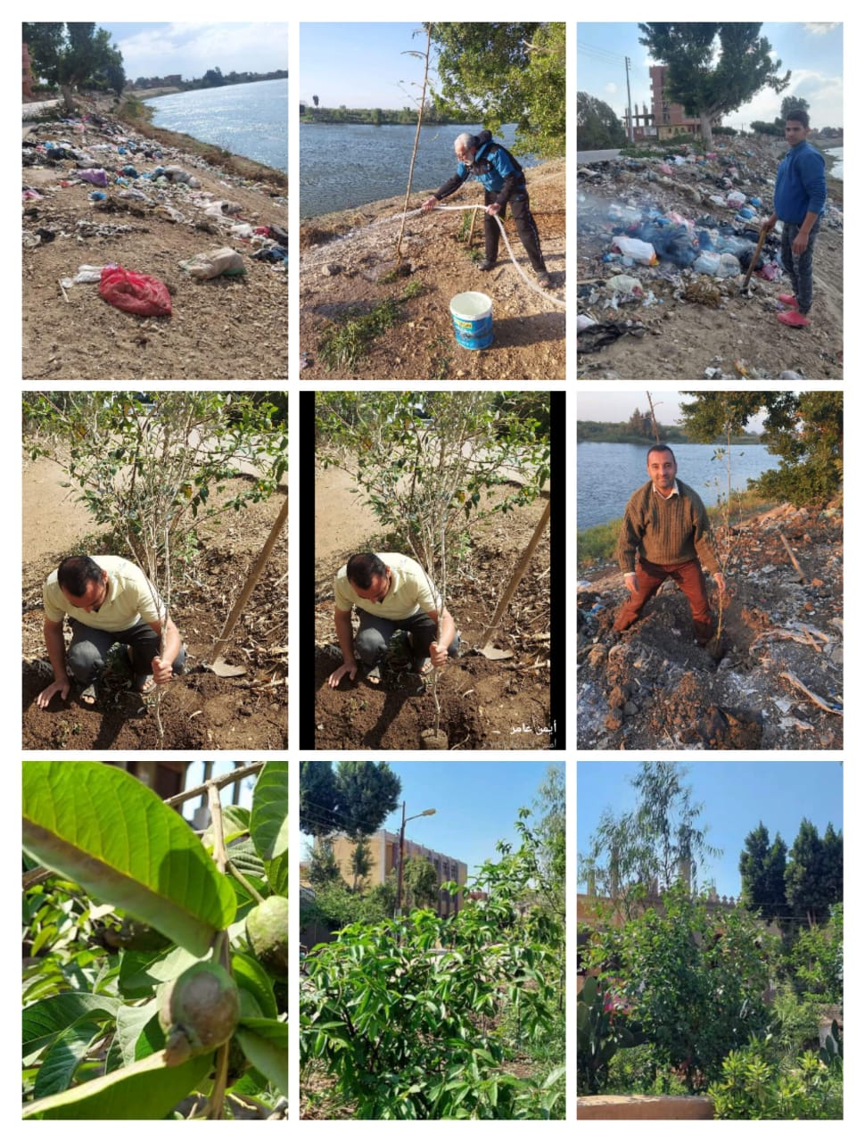 بالصور: صحفي بدار اخبار اليوم يقود مبادرة لزراعة الأشجار المثمرة