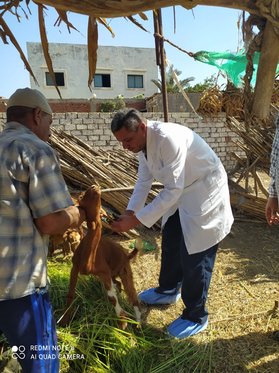 بيطري الغربية تبدأ الحملة القومية لتحصين المواشي ضد طاعون المجترات الصغيرة