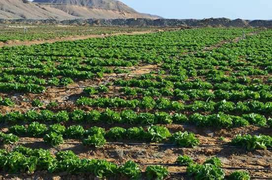 مزرعة القويح" حلم الاكتفاء الذاتى من الخضروات والفواكه والدواجن والألبان يراود أهالى القصير  