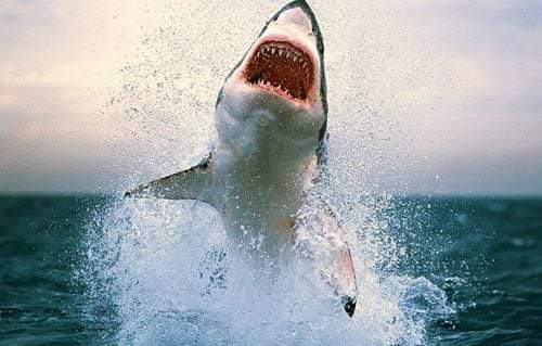 بشأن حادث هجوم سمكة قرش جنوب مدينة الغردقة  وزيرة البيئة...جارى جمع المعلومات