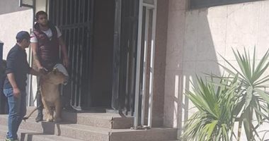 التفاصيل الكاملة لهجوم أسد على معدة برامج بمبنى التليفزيون