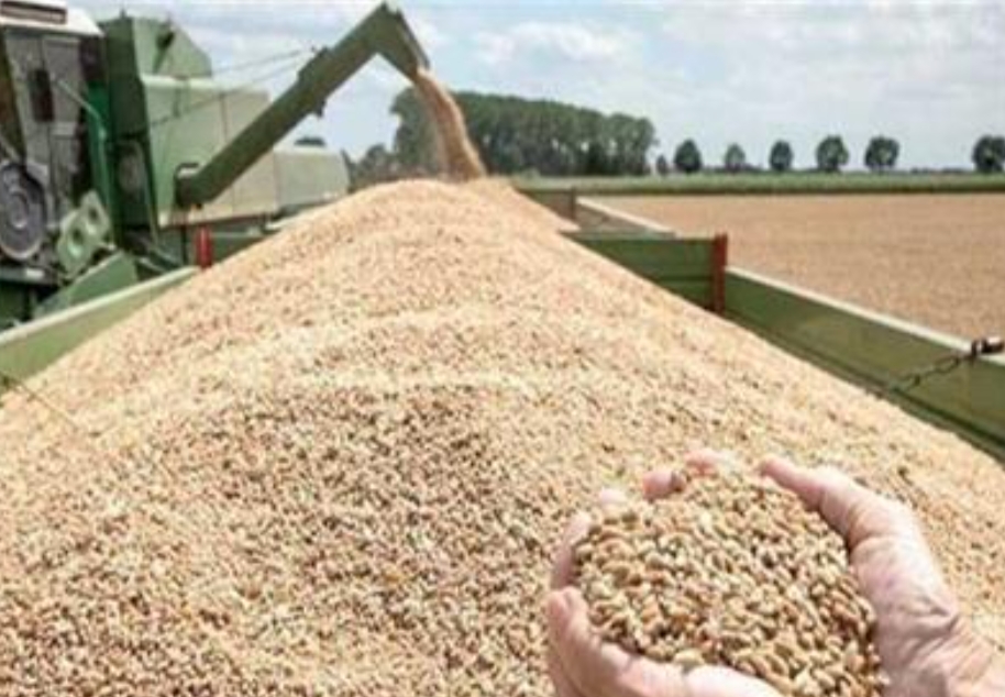 انطلاق موسم توريد القمح ابريل القادم.. والتموين تستعد ب 450 موقع استلام 