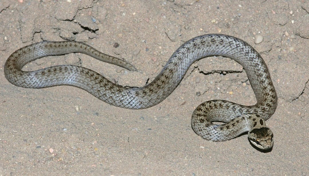 لدغة ثعبان تنهي حياة طالب بسوهاج