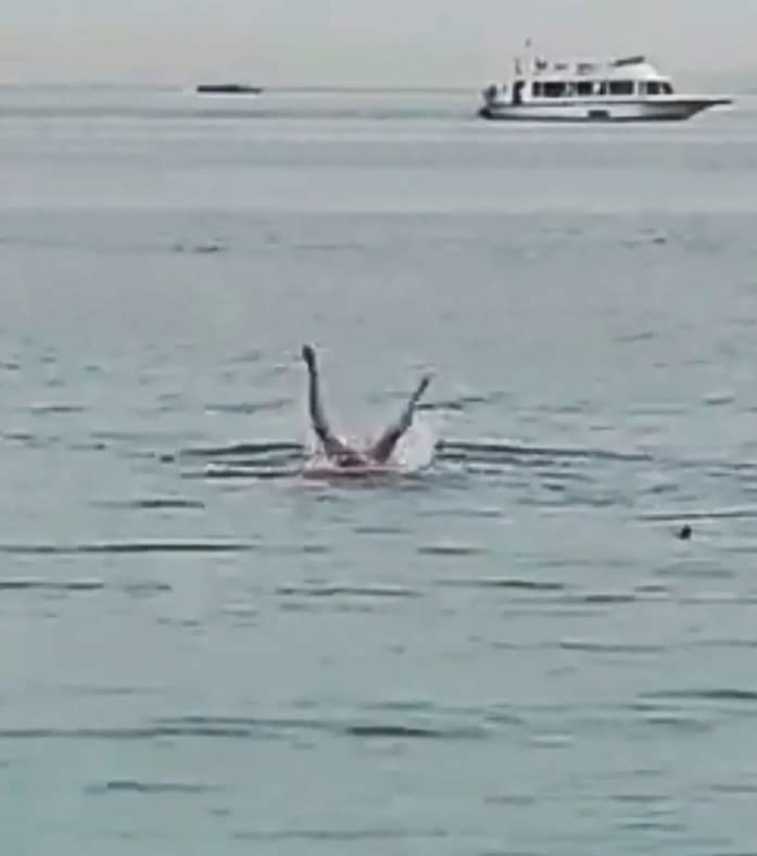 صرخ قائلًا "بابا أنقذني".. الصورة الأولى للسائح ضحية حادث القرش فى مدينة الغردقة