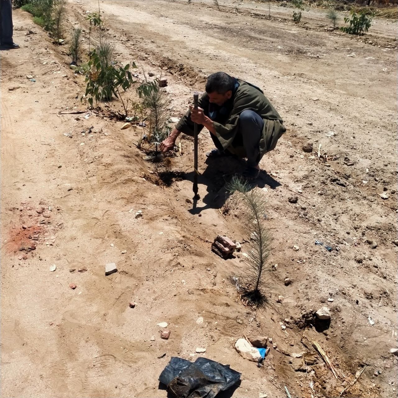 زراعة 355 شجرة خلال حملة تشجير بمركز ومدينة البداري بأسيوط 