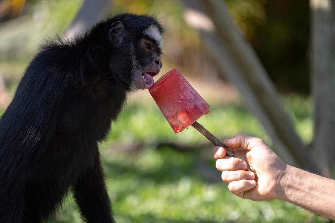 لمواجهة الحر.. حديقة تقدم المثلجات لحيواناتها    