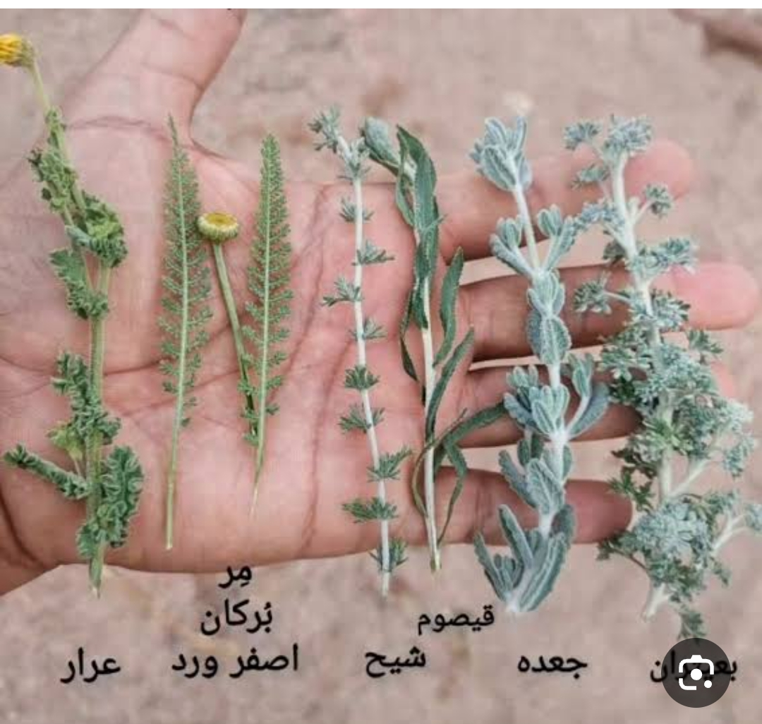 بمشاركة مصر.. ملتقى الطائف للعطريات يرسّخ مكانة المملكة عالميًا وسط حضور 44 دولة