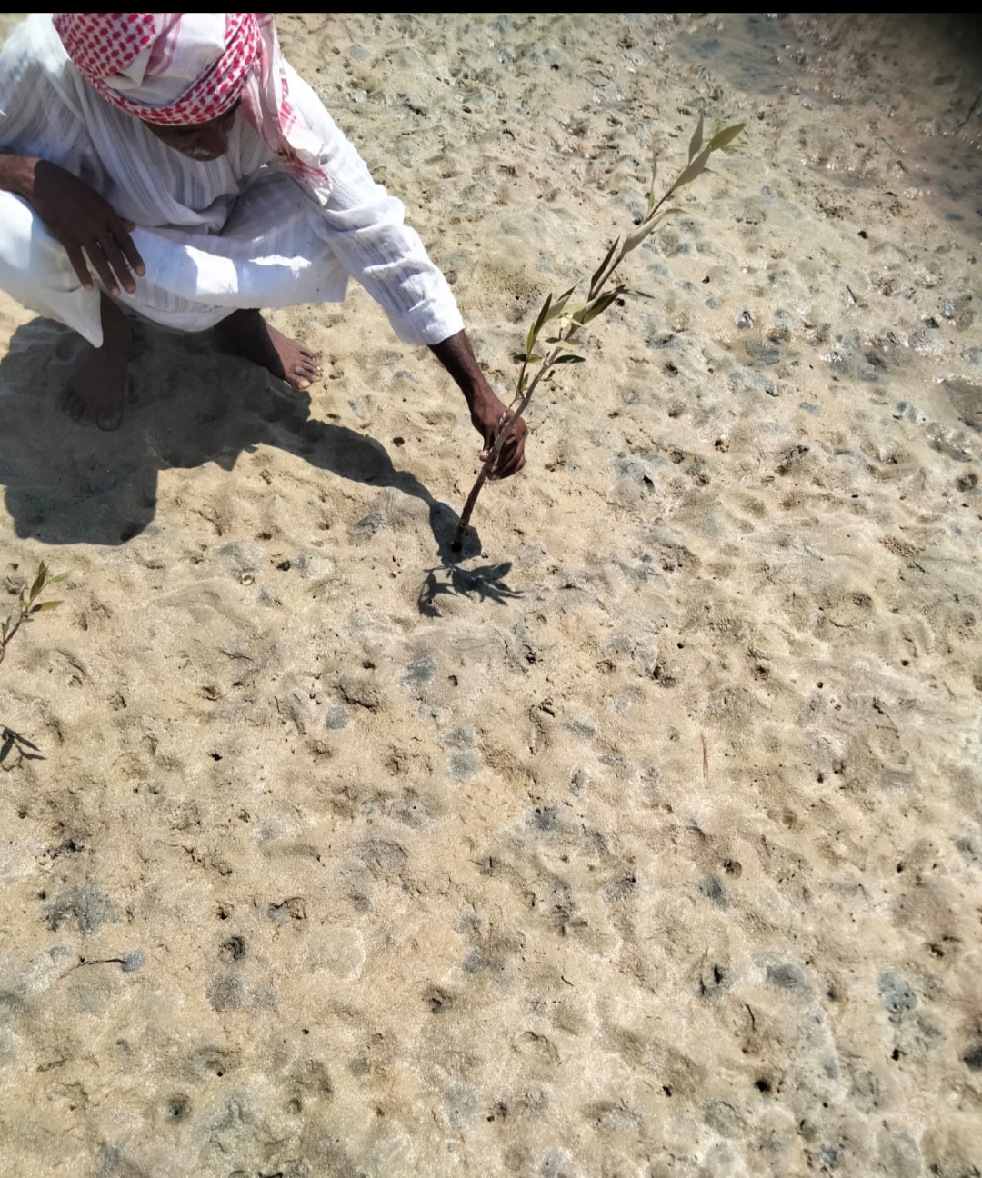 "المانجروف"  كنز طبيعى مستدام على ساحل البحر الأحمر 